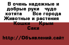 В очень надежные и добрые руки - чудо - котята!!! - Все города Животные и растения » Кошки   . Крым,Саки